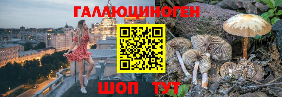 Галлюциногенные грибы Psilocybine cubensis Майкоп