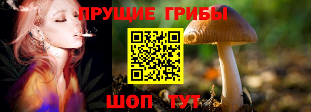 Галлюциногенные грибы GOLDEN TEACHER  Вход с VPN  Галлюциногенные грибы GOLDEN TEACHER  Майкоп 